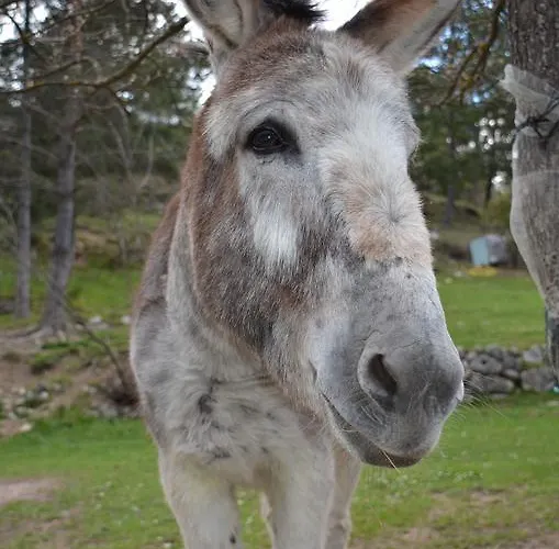 אתר קמפינג Calme Et Nature קסטלאנטה